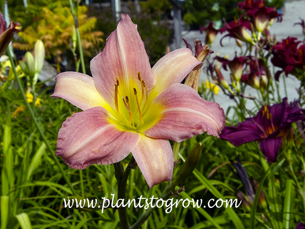 Bama Music Daylily
28"
5" pale pink self with yellow throat 
midseason
diploid
(Hardy, 1965)